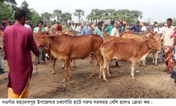 নওগাঁয় কুরবানি হাটে পশুর সরবরাহ বাড়লেও বেচাকেনা কম